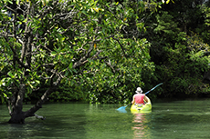 Cartagena (Colombia) Mangrove Eco Canoe Journey